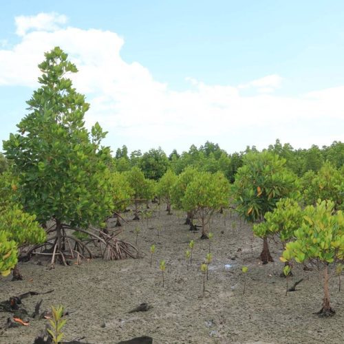 mangrove